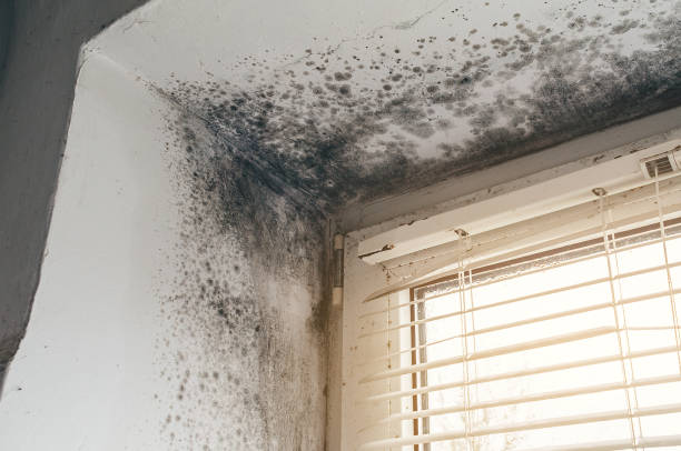 Affordable Mold Cleanup solutions in Dysart, PA